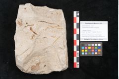 Foto (Objekt + Etikett) von Glyptostrobus europaeus Brongniart (NHMW-GEO-2024-0188-6766)